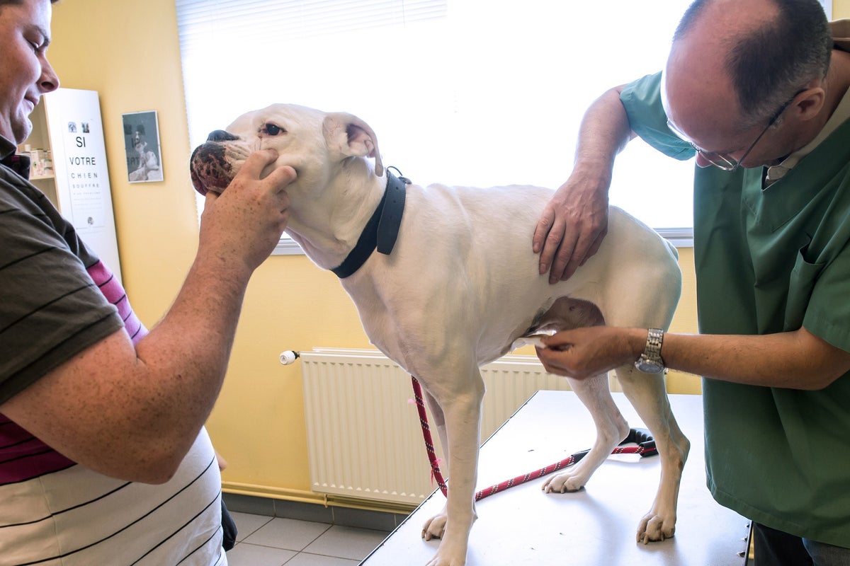 Alabama rot: Dog owners put on alert over flesh-eating disease | The ...
