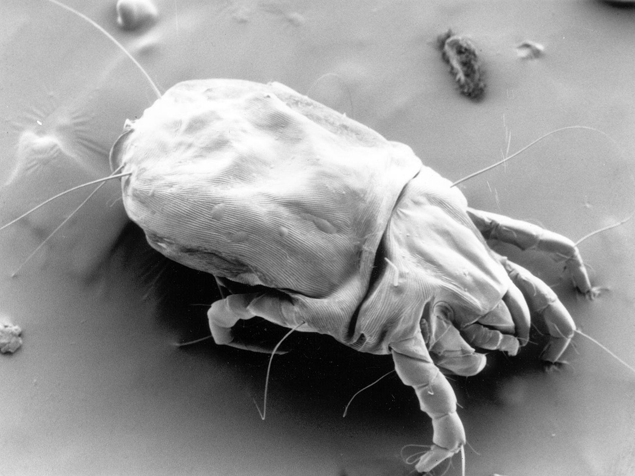 Millions of dust mites could be living in your bed
