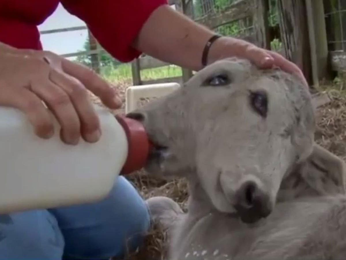 Two-Headed Calf Born In Florida With Two Mouths That Feed Separately | The  Independent | The Independent