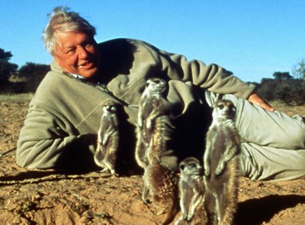 Tussle of the big beasts: David Attenborough's team behind The Blue