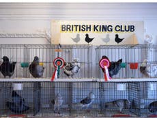 RSPB battles with pigeon fanciers over bird of prey threat