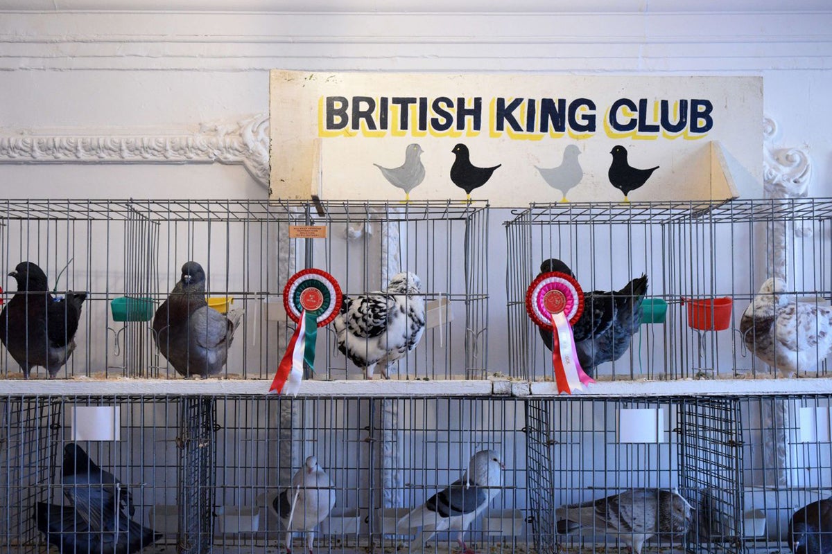 Pigeon fanciers and the RSPB wage battle in the skies over threat posed ...