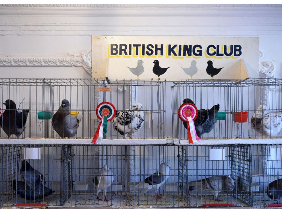 The British Homing World Show of the Year 2015