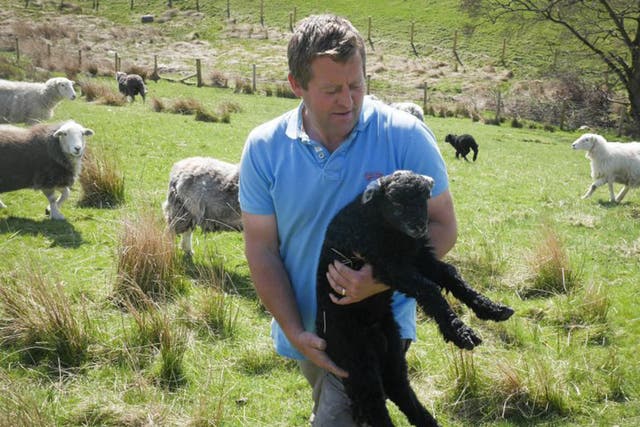 Author and shepherd James Rebanks gathers up  a runaway 