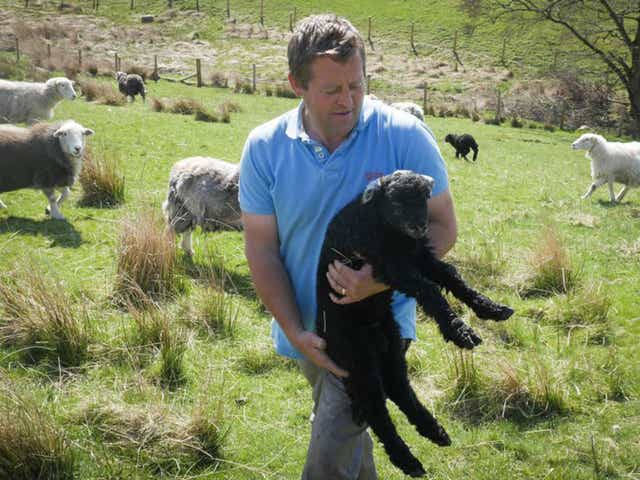 Author and shepherd James Rebanks gathers up  a runaway 