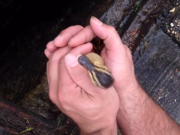 A duckling is rescued from a Louisiana storm drain by firefighters