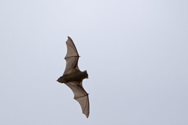 Bats detect and react to wind speed and direction  through sensors on their wings