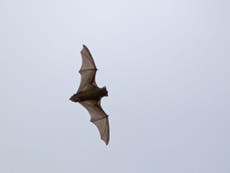 Unique sensors on bats' wings could inspire next-gen aircraft