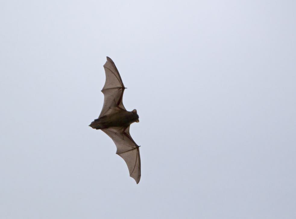 Bats detect and react to wind speed and direction  through sensors on their wings