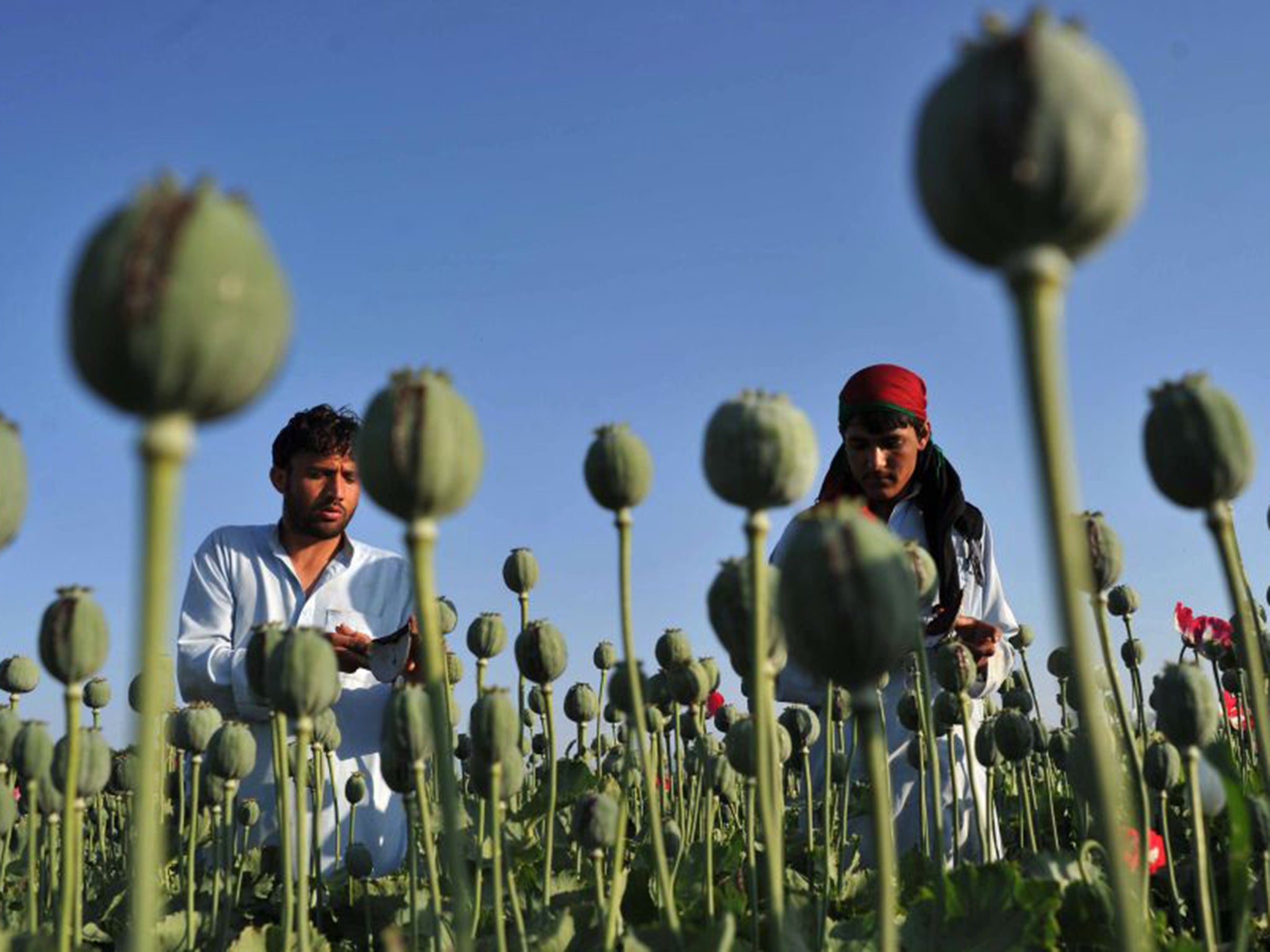 The area under cultivation for poppies is rising as Afghan farmers can get up to 12 times more for the crop than they can for growing cereals or vegetables