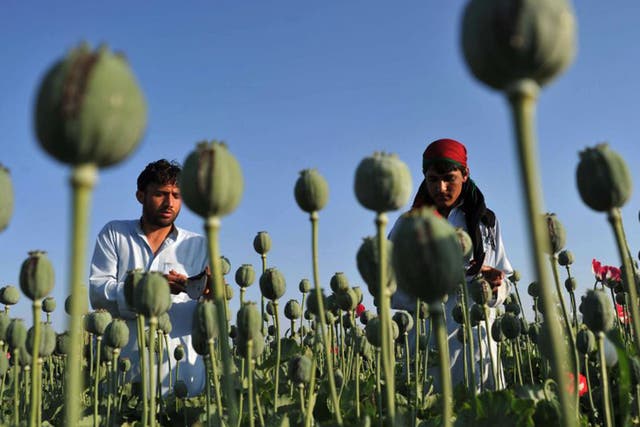 The area under cultivation for poppies is rising as Afghan farmers can get up to 12 times more for the crop than they can for growing cereals or vegetables