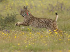 Iberian lynx cubs born in the wild bring hope for the world's most endangered feline species