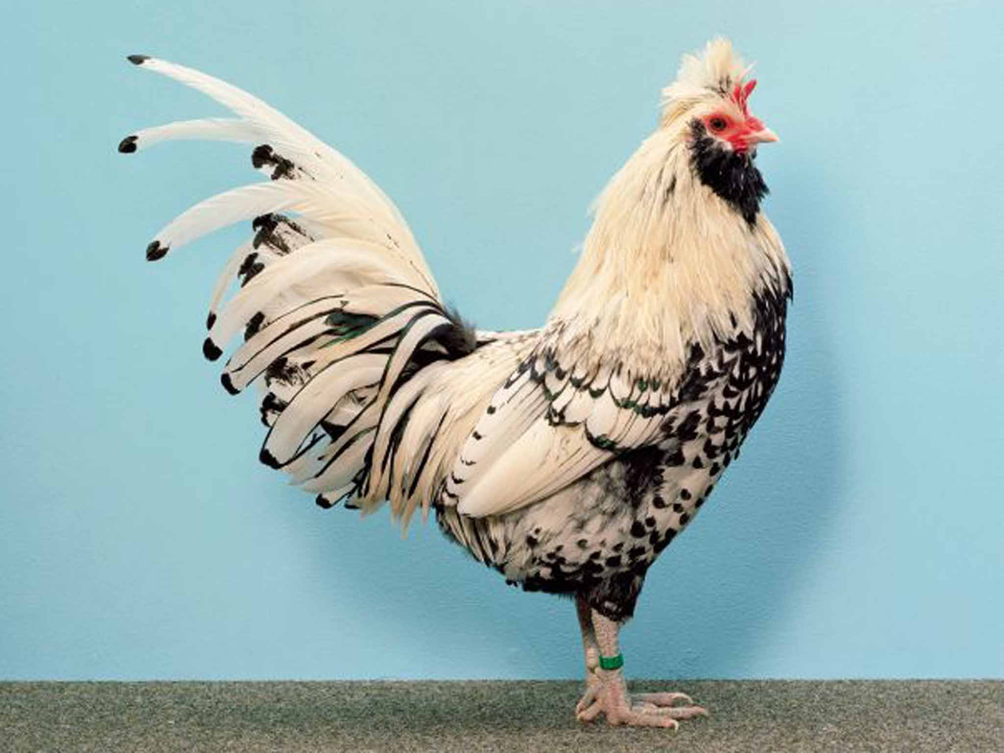 Taking on the machine: Williams's works, including a posing rooster and bruised apples, look at the struggle to feel good in an airbrushed, consumer-driven world