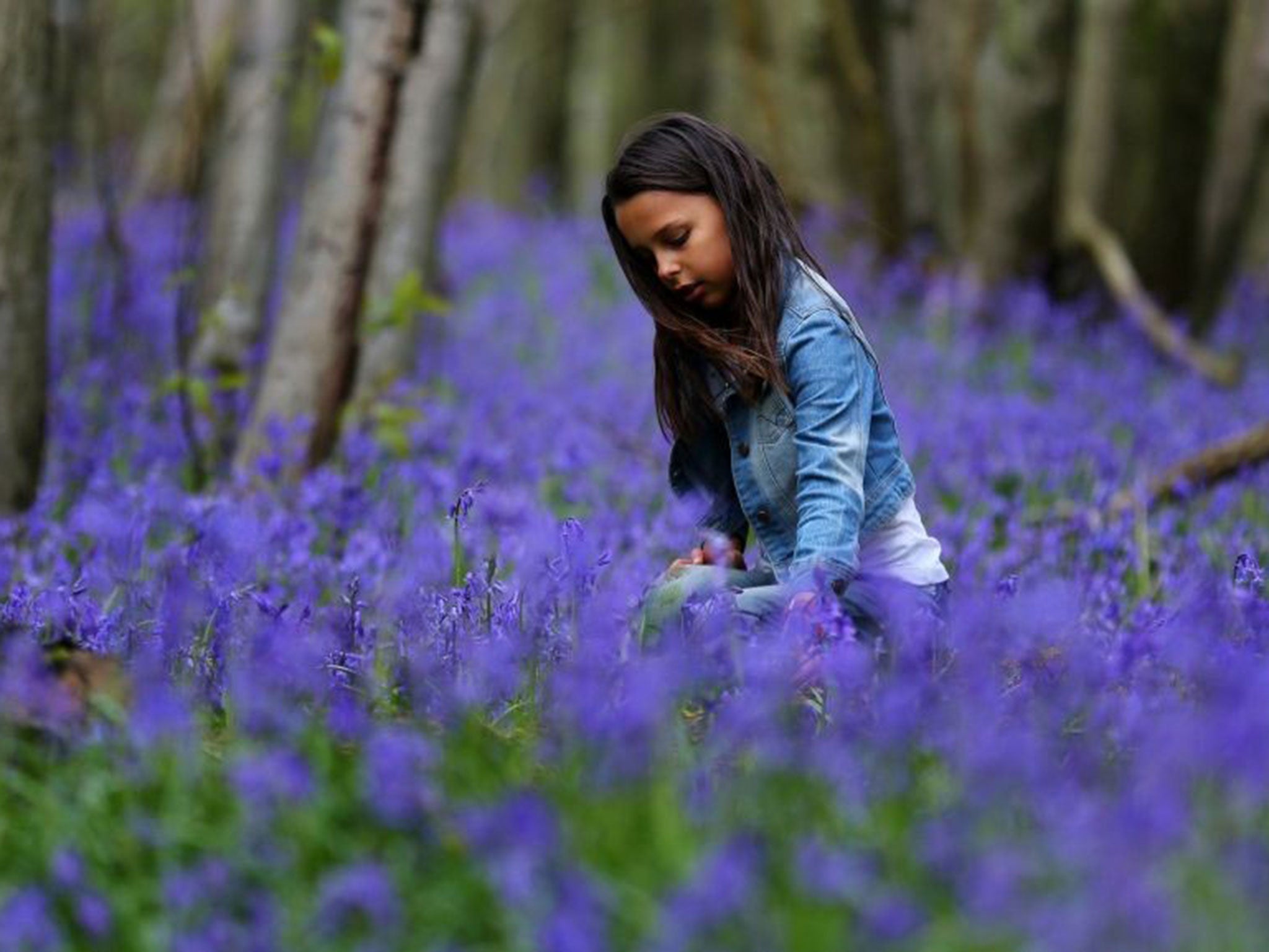 Girl enjoys the bluebells in Kingswood, near Ashford, Kent, during the Bank Holiday weekend.