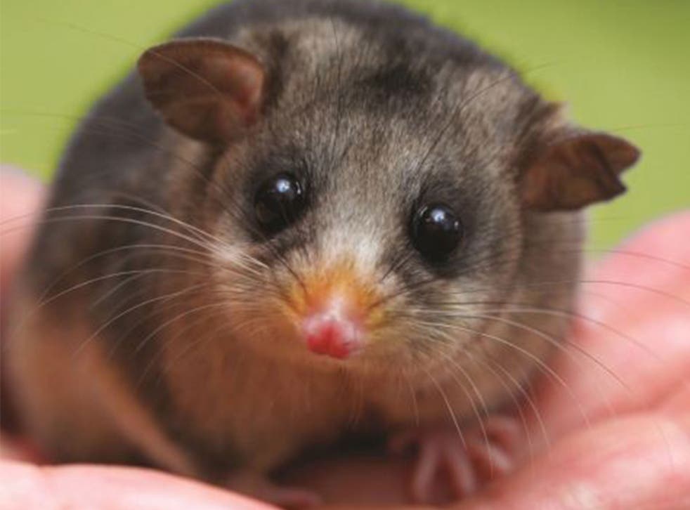An Australian Mountain Pygmy-possum 