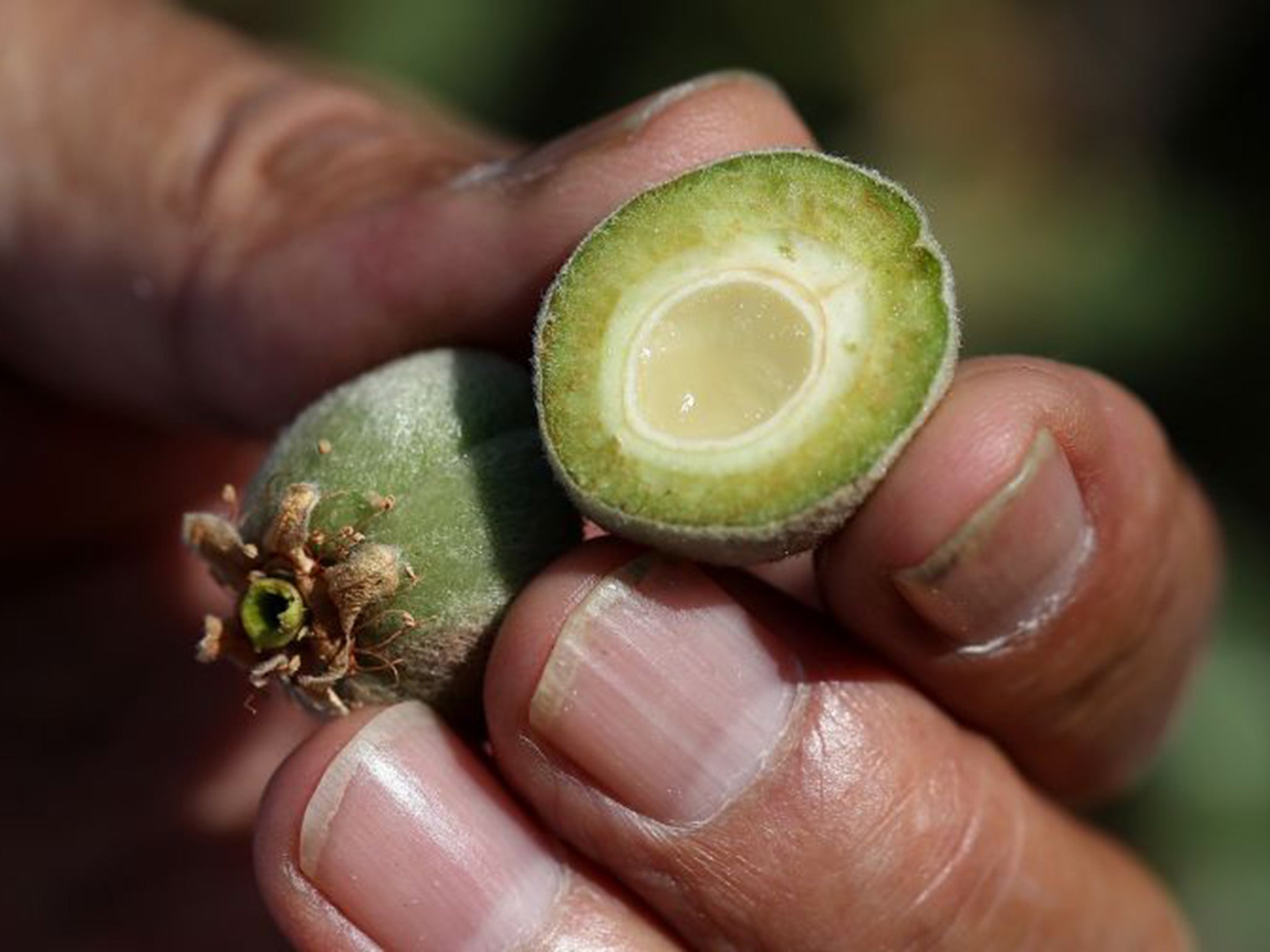 As California enters its fourth year of severe drought, farmers in the Central Valley are struggling to keep their crops watered and many have opted to leave acres of the fields fallow