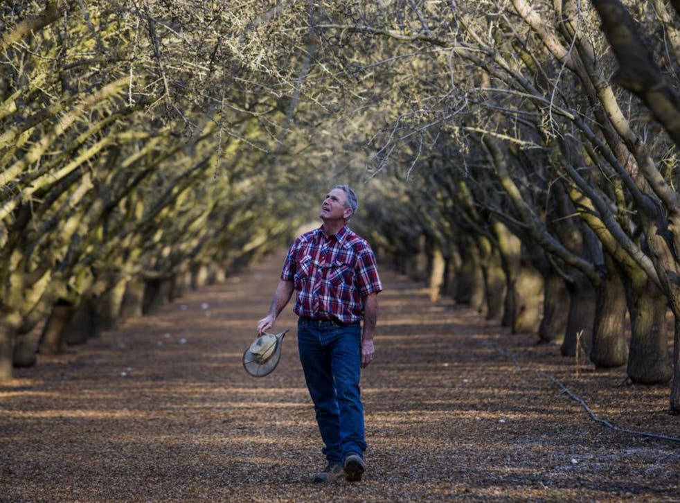 Bill Diedrich examines almond trees at his drought-hit farm  in Firebaugh, California