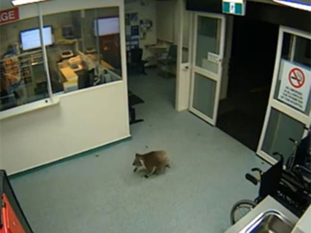 The koala entered the building in the early hours of the morning