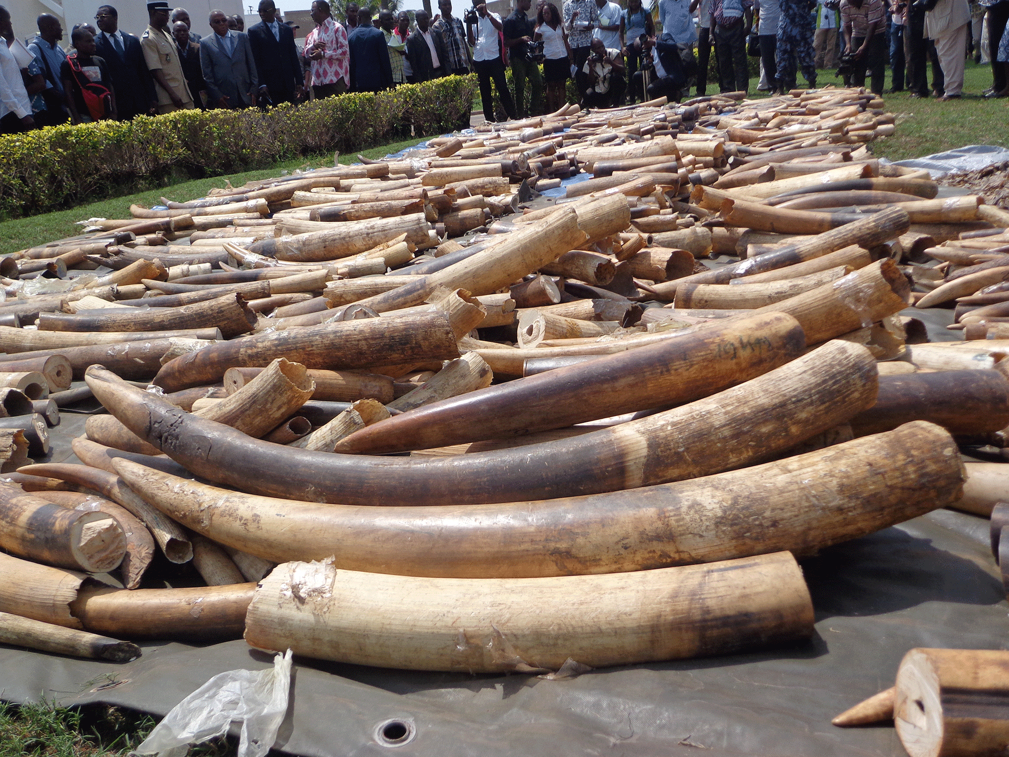 Ivory stock seized in Lome's autonomous port, as it is diplayed at the Security minister in Lome, on 4 February, 2014