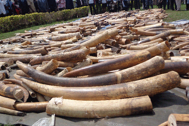 Ivory stock seized in Lome's autonomous port, as it is diplayed at the Security minister in Lome, on 4 February, 2014