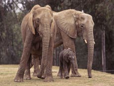 Elephants, rhinos and hippos facing extinction