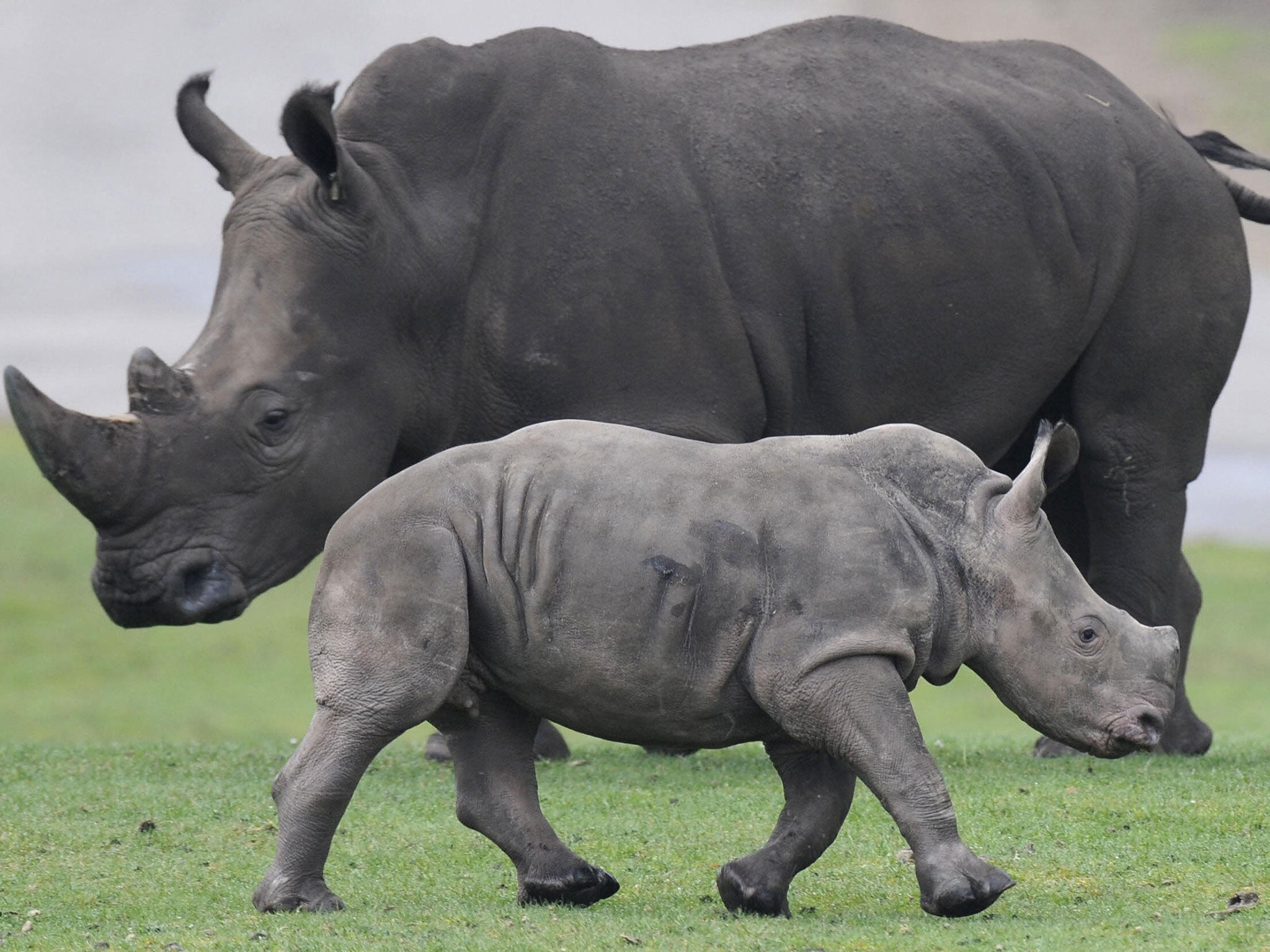 Rhinos are among the most endangered large herbivores (Image: Getty)