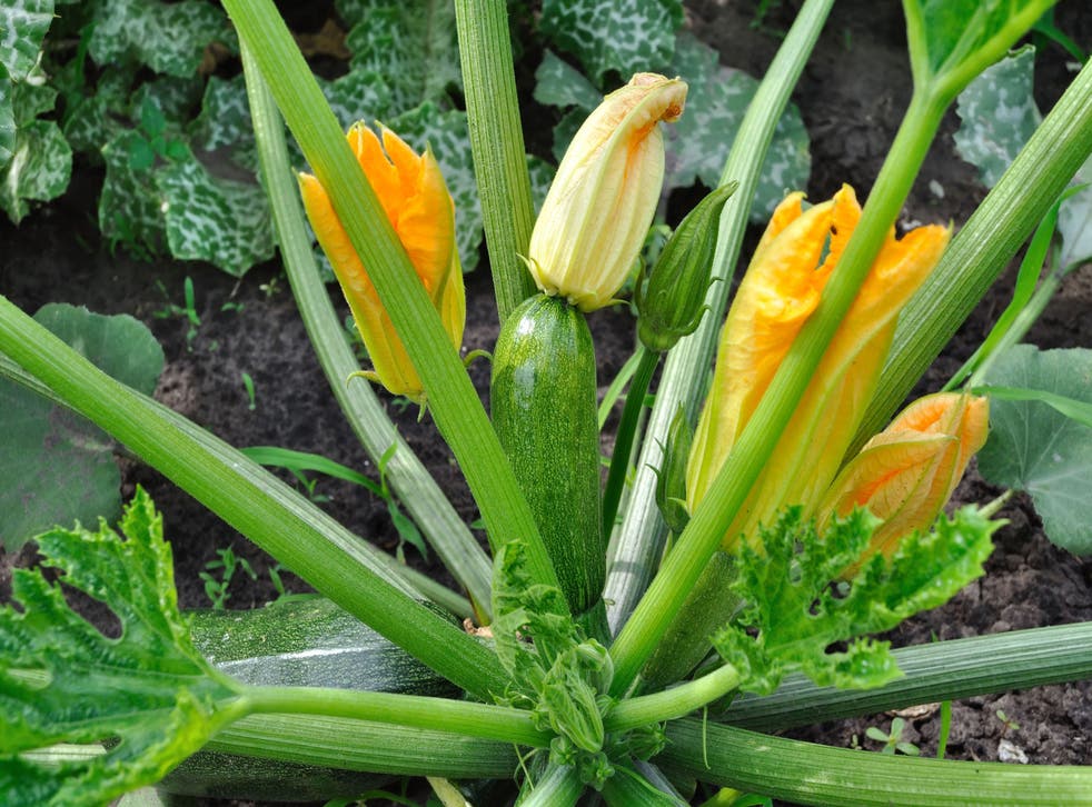 A flowering zucchini in the vegetable garden