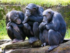Chimpanzees may suffer from Alzheimer's disease, scientists find