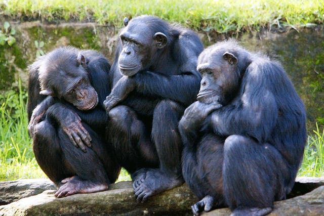 It is not yet clear whether chimpanzees experience the illness as humans do