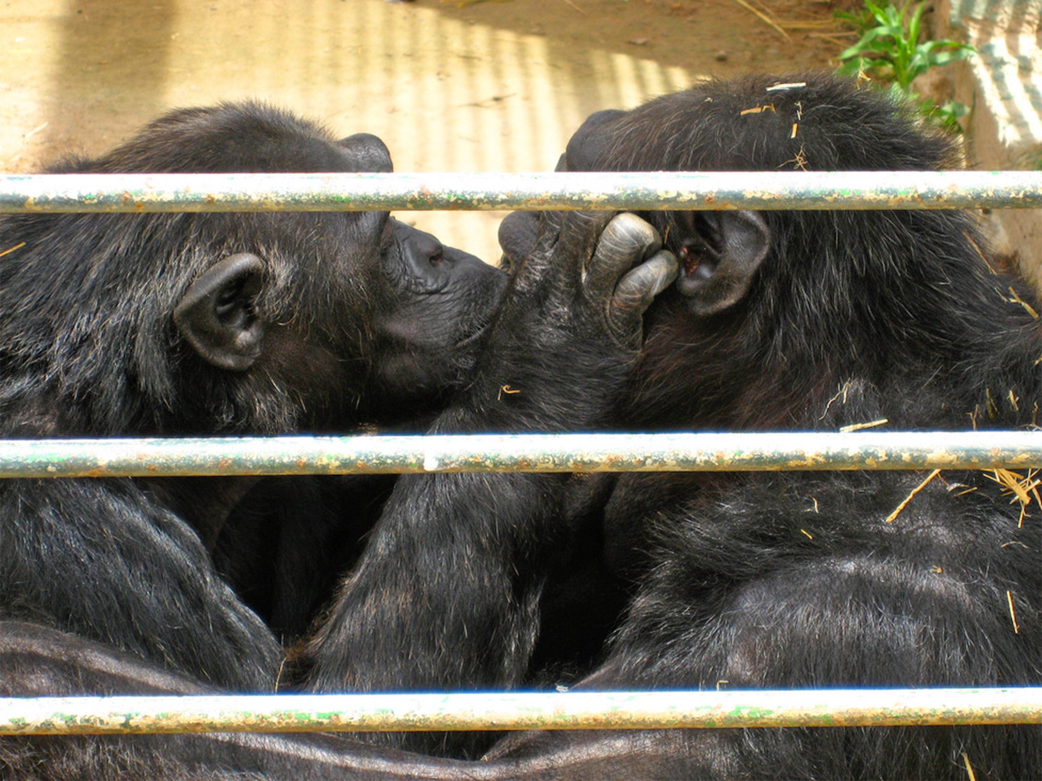 Chimps kissing at Sa Coma's Safari Zoo, pictured in 2008