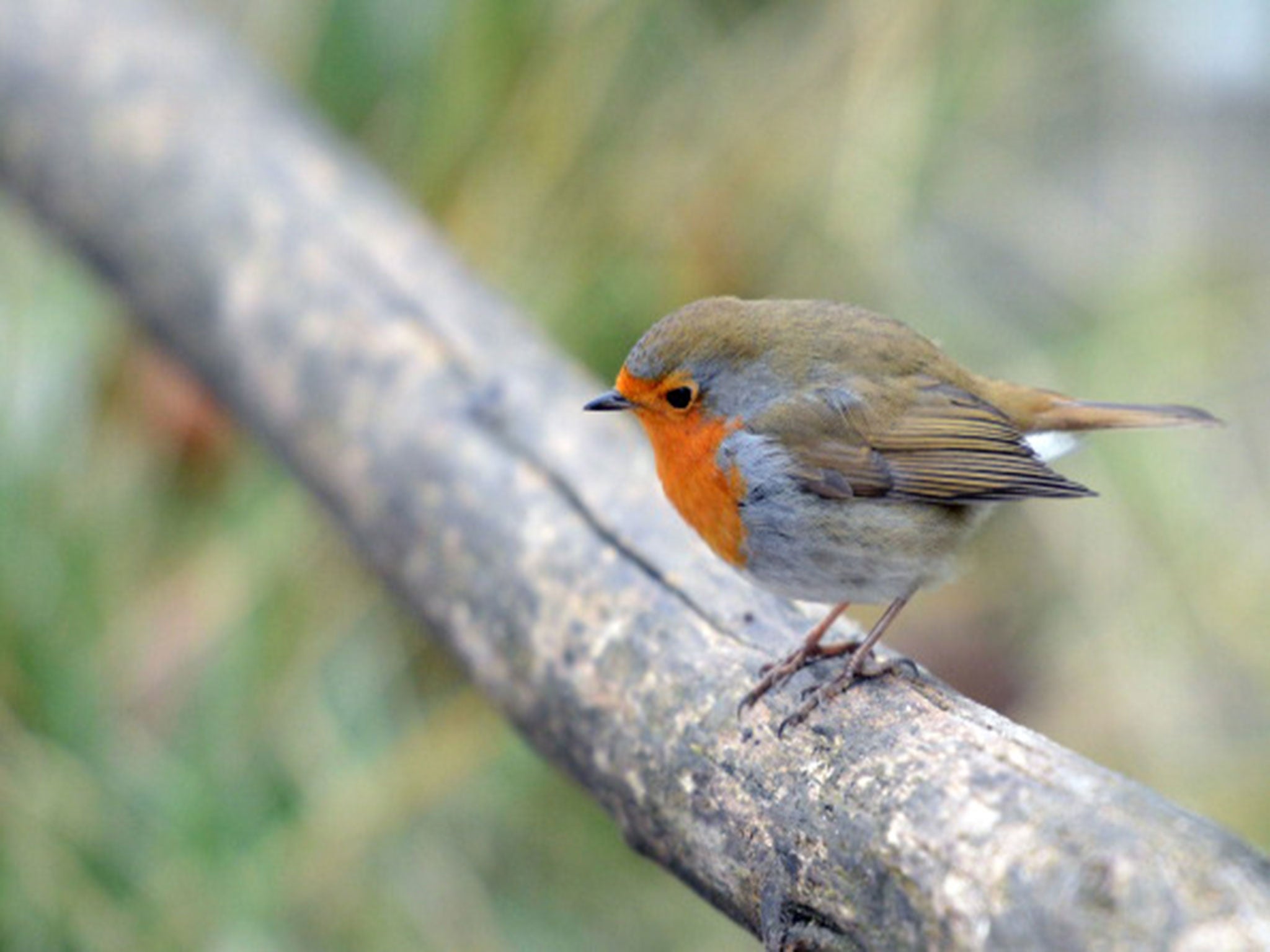 It is assumed that the Robin is Britain's favourite bird