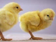 German court rules killing day-old live male chicks does not contravene their animal rights