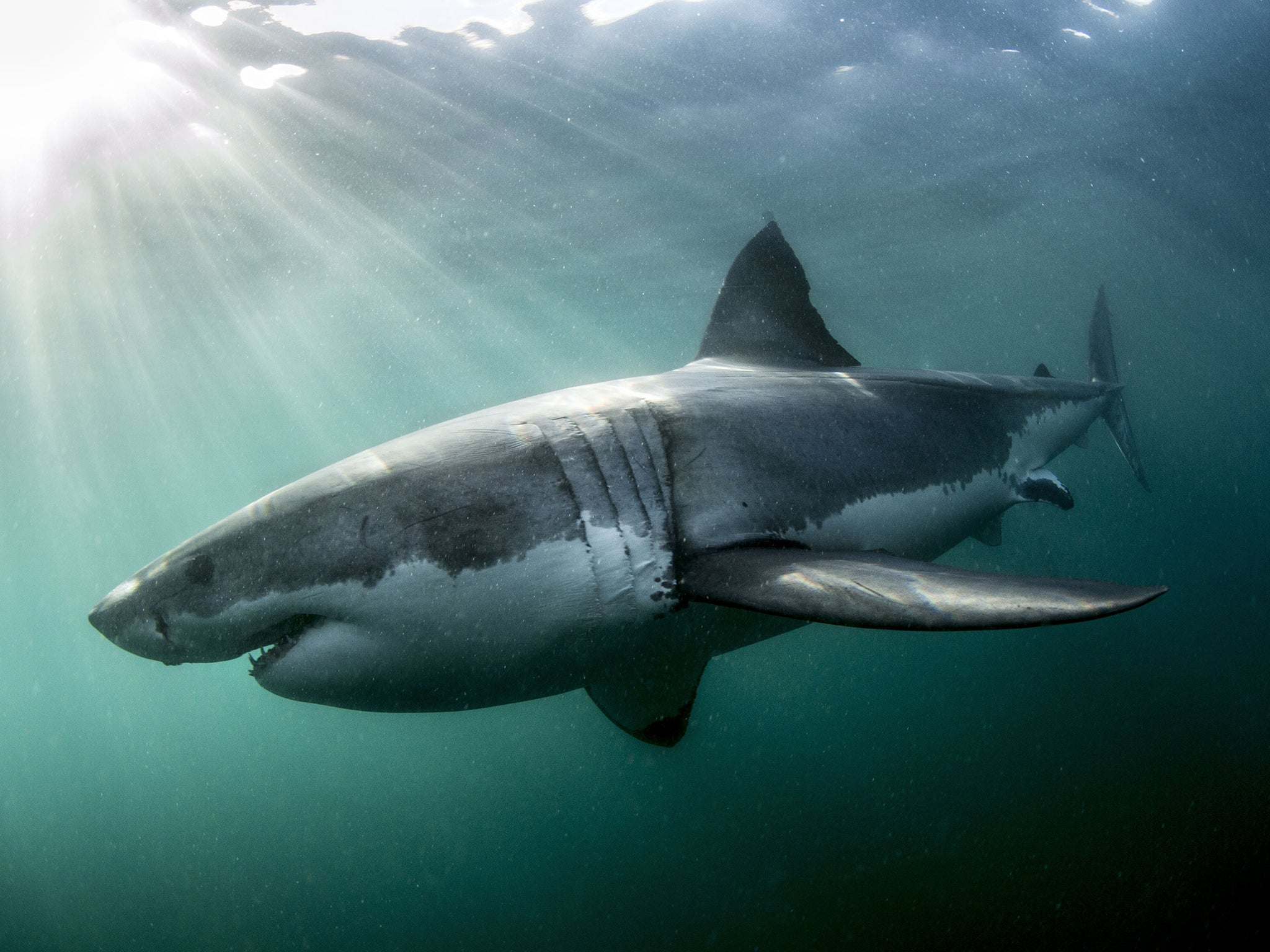 Shark, TV review: A fascinating, beautiful and, at times, genuinely  terrifying documentary, The Independent