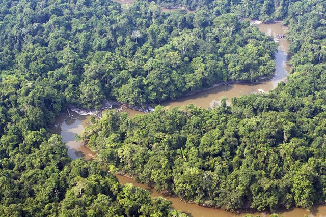 Plants and animals in the Amazon rainforest could suffer huge losses as a result of climate change