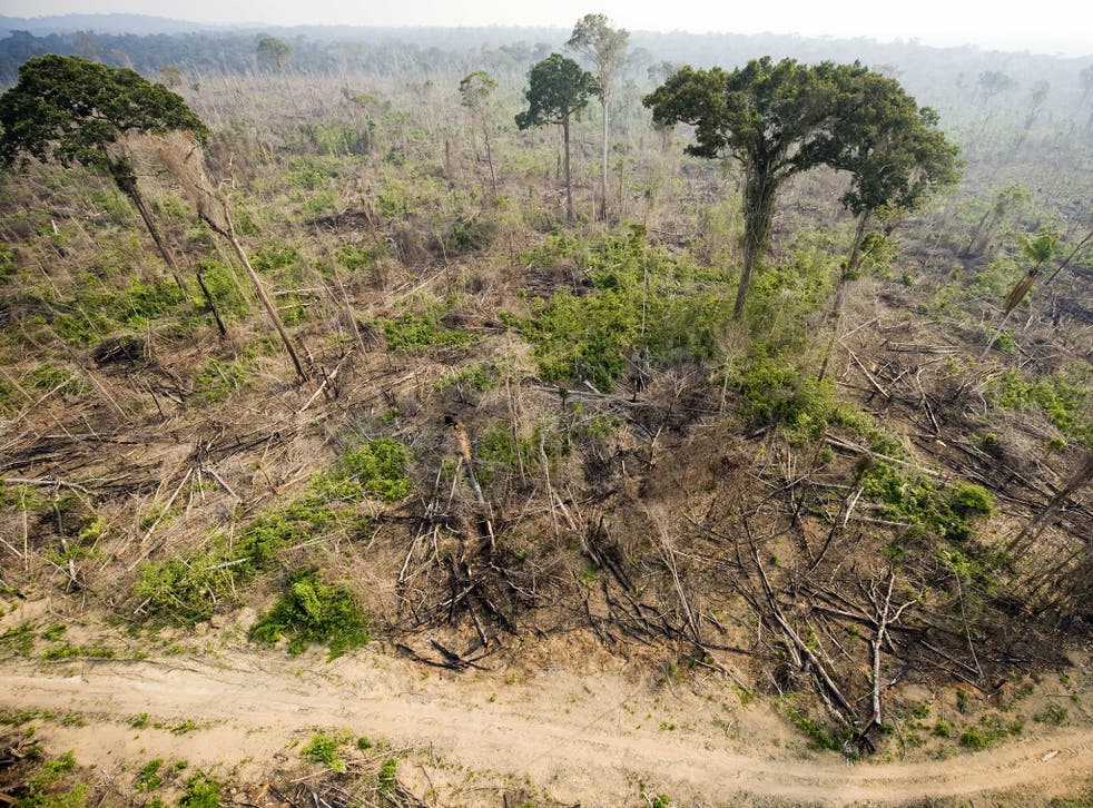 Around 20 per cent of the Amazon rainforest has been destroyed in recent years