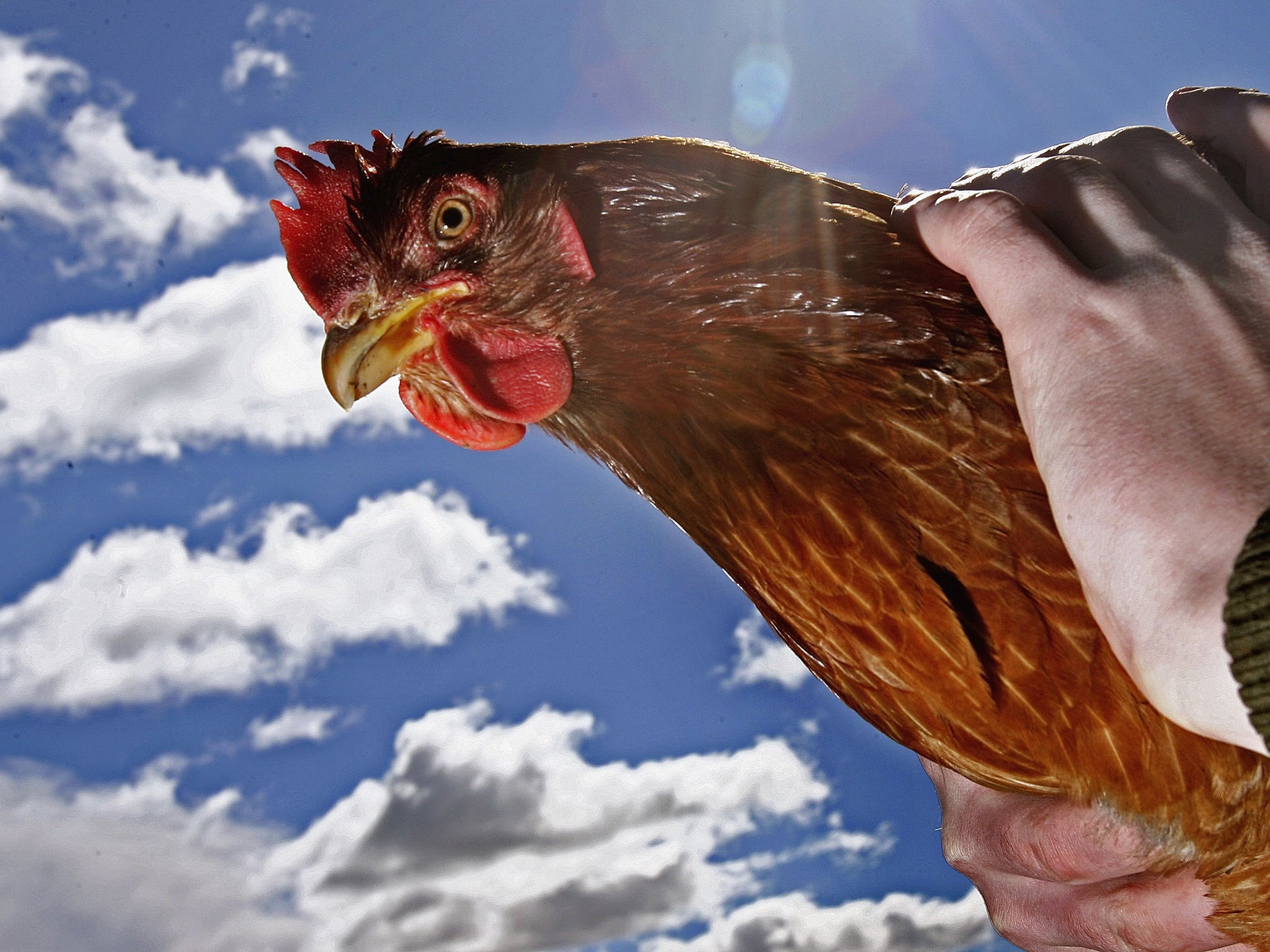 Chickens: Still a feathered swiss-army knife