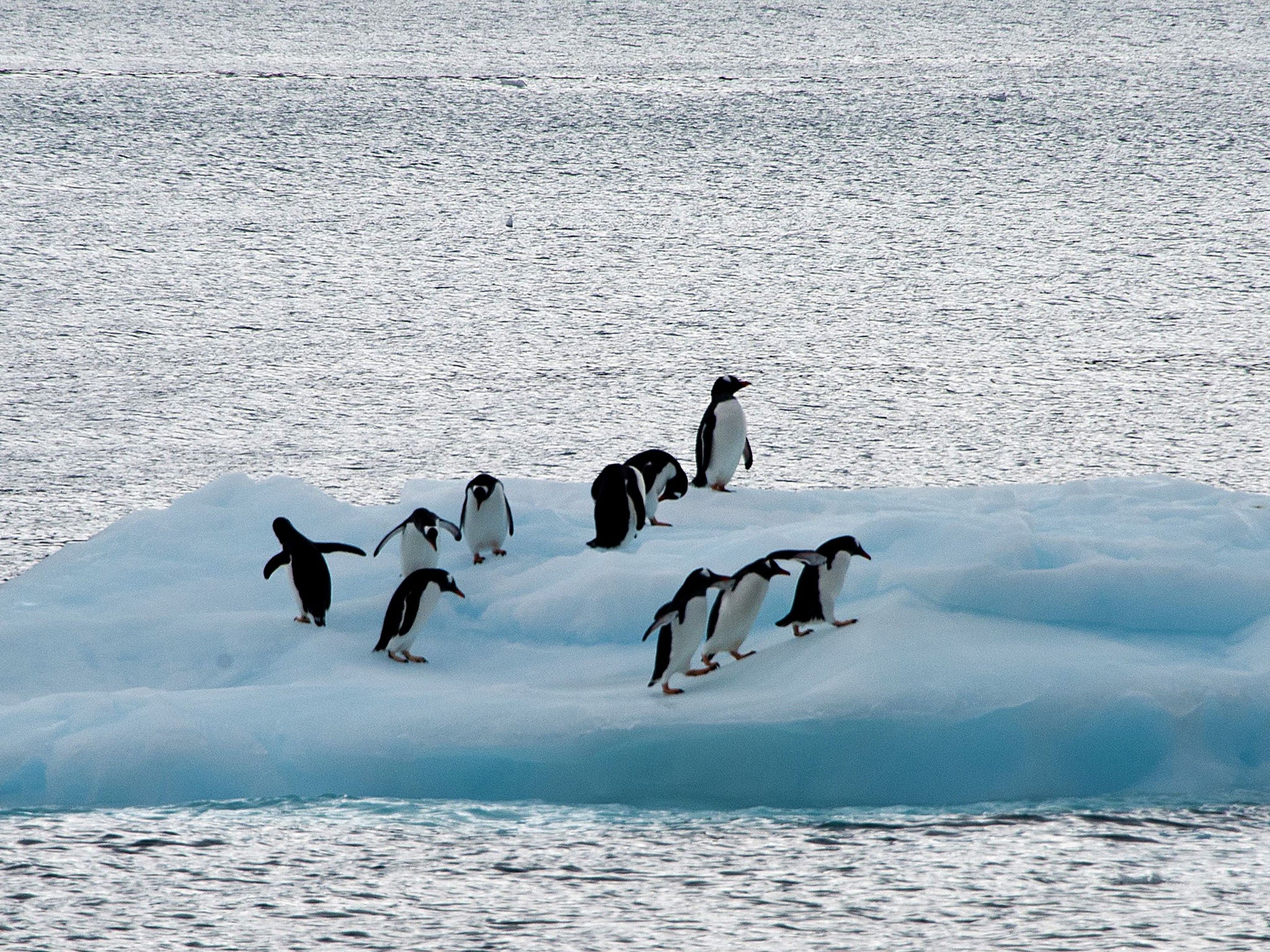 Antarctica: Plenty of penguins, but not a chicken in sight (AFP/Getty)