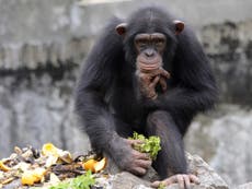 US court could give chimpanzees rights as persons