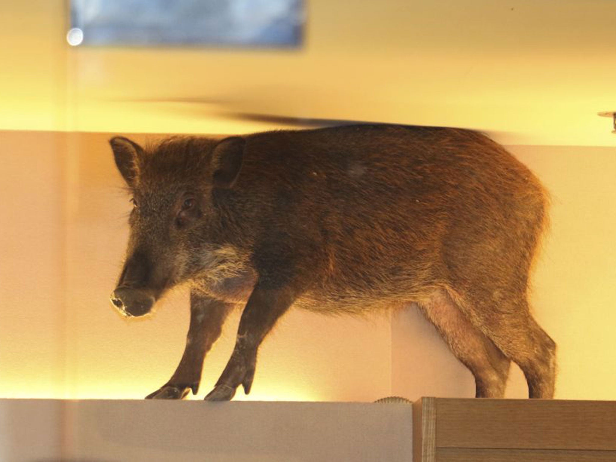 Wild boar in Hong Kong shopping mall