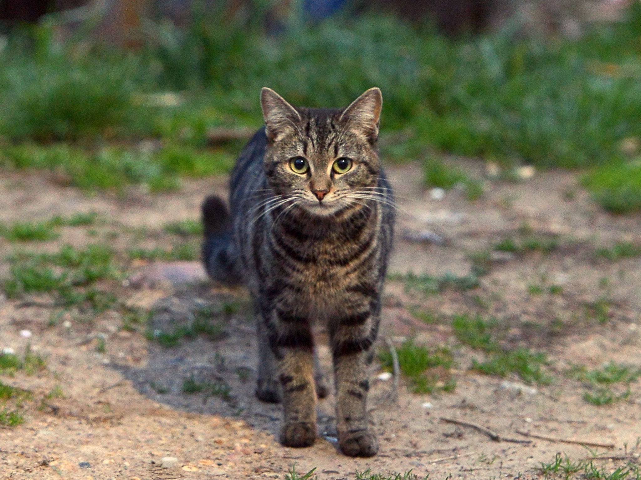 A tabby cat similar to the pet that went missing in Australia for 7 weeks