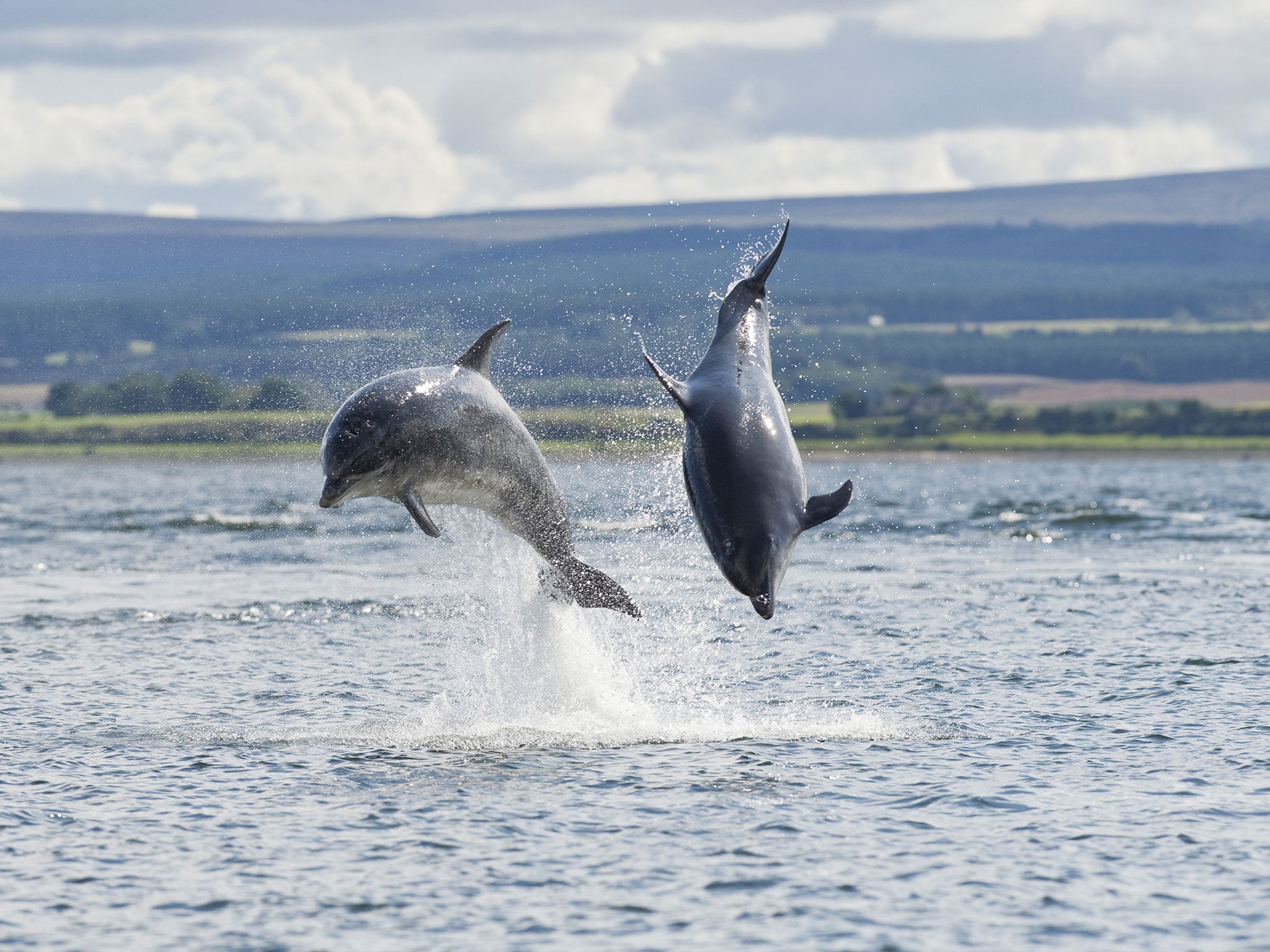 Species seen in the UK such as the bottlenose dolphin could be in danger, warn nature groups