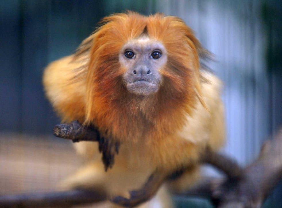The golden lion tamarins can be worth as much as $10,000