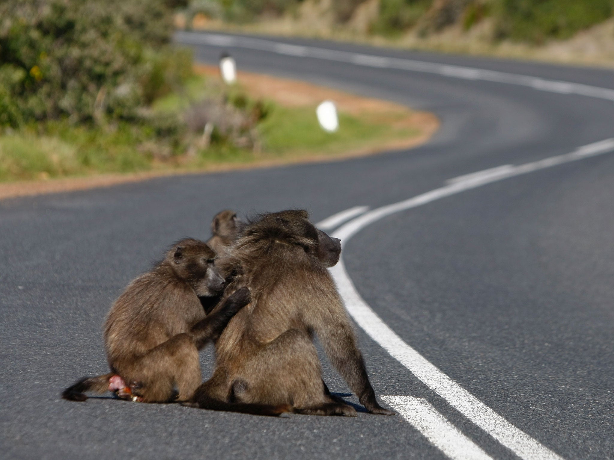 The study of chacma baboons showed they tended to keep to similar social groupings
