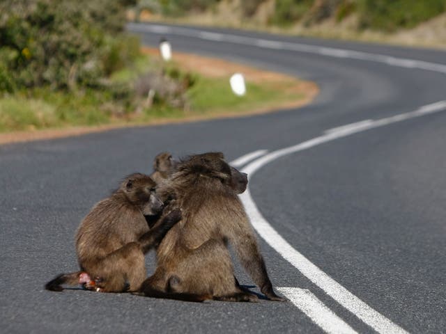 #JusticeForRaygun: Outrage after teenagers burn baboon to death | The ...