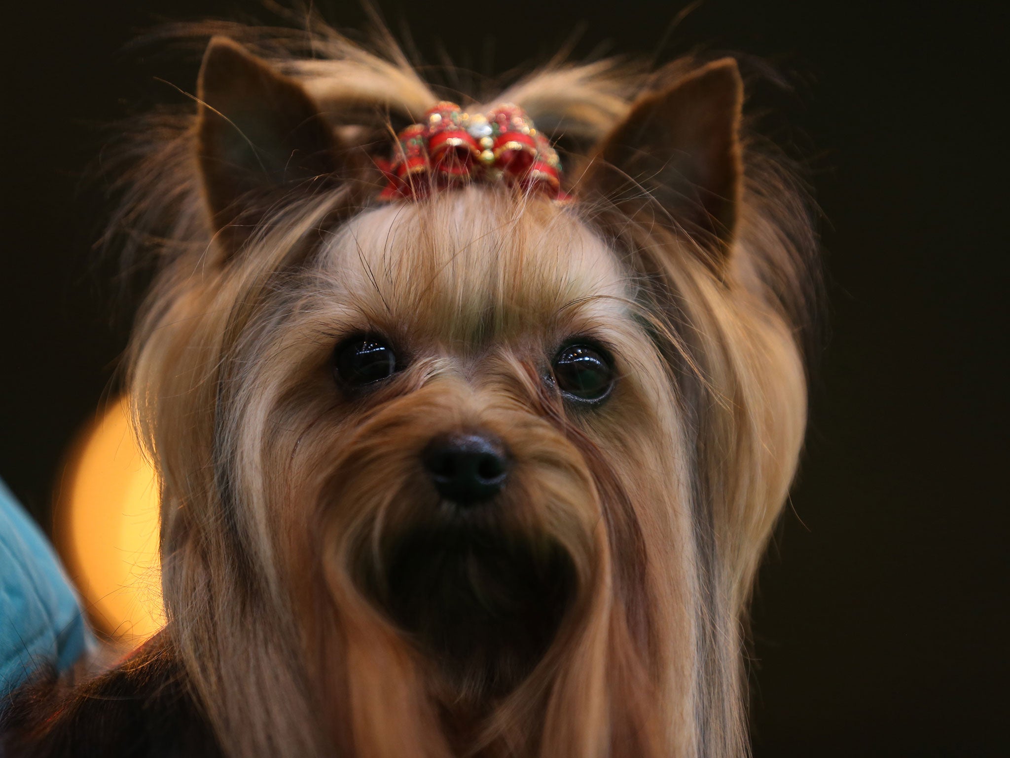 Not Pistol or Boo: A Yorkshire Terrier prepares to be judged during the Toy and Utility day at Crufts, March 2014