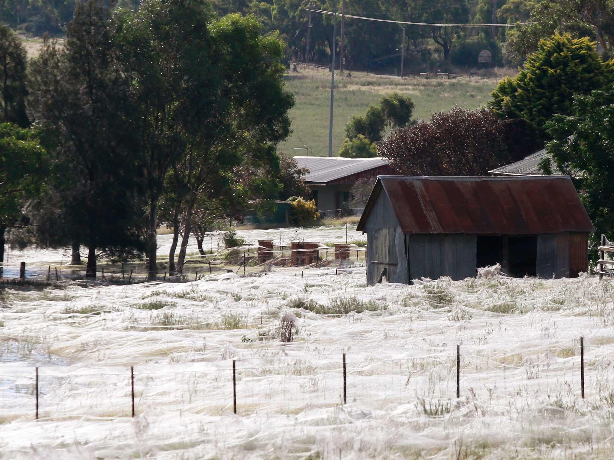 A shed in Australia is surrounding by spiders webs back in 2012