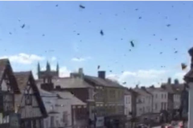 The bees invaded Farnham's Castle Street on Monday