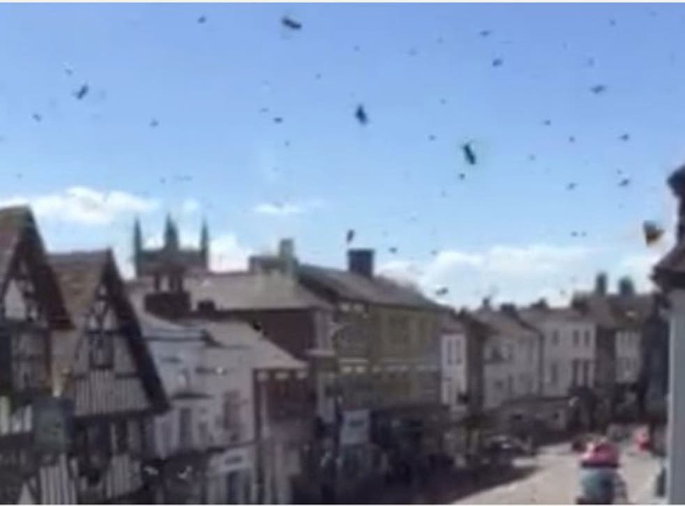 The bees invaded Farnham's Castle Street on Monday