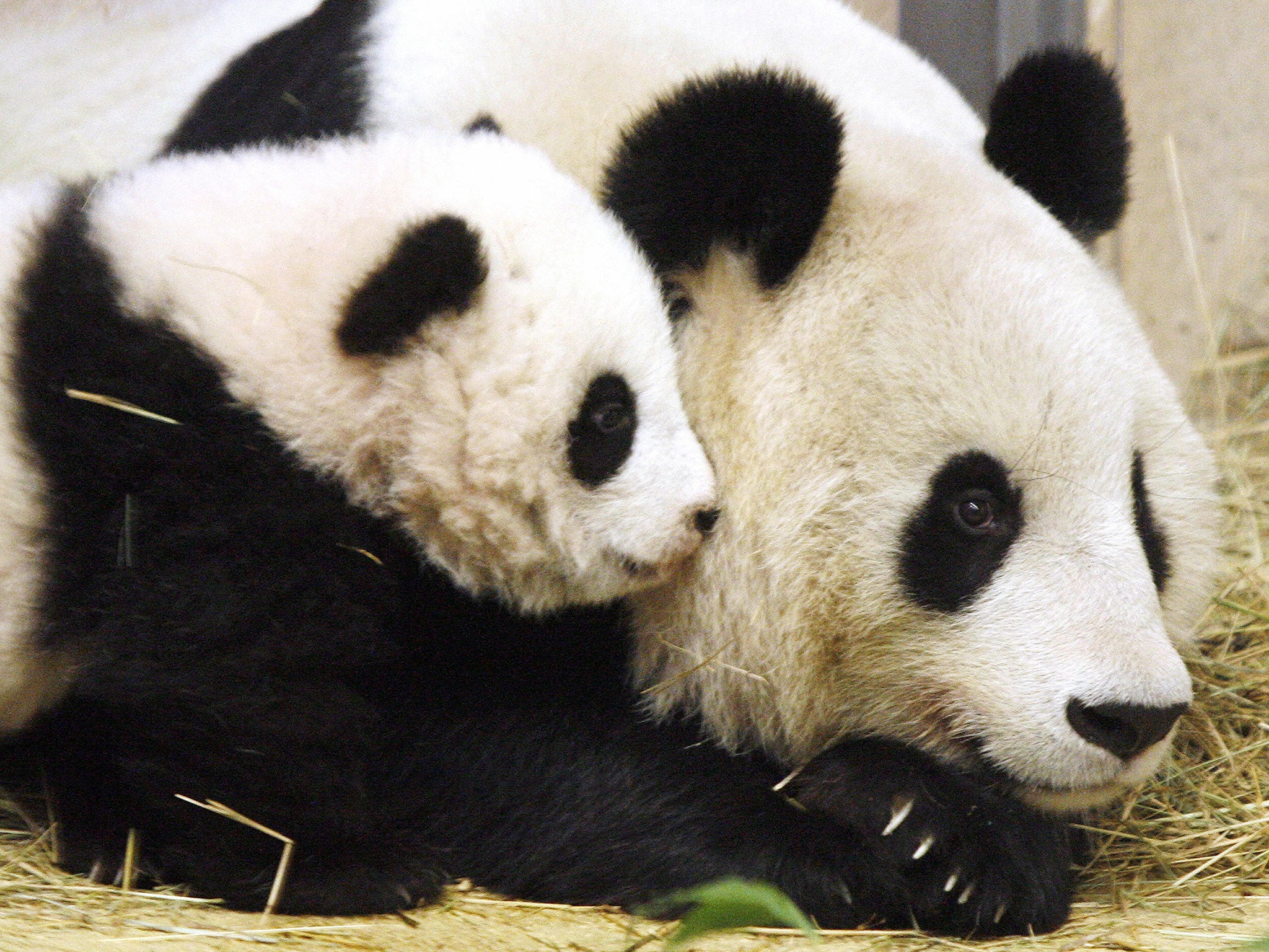 10 people have been arrested for allegedly selling off Panda parts