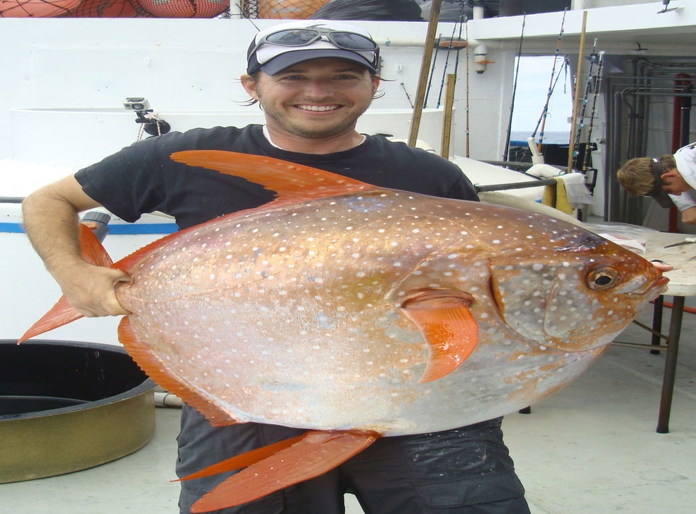 Moonfish: Why The Opah's Unique Warm-blooded Circulation Rewrites The 